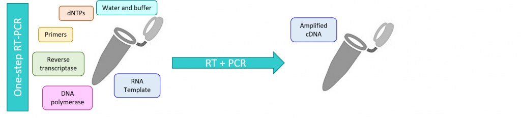 One-step-RT-PCR