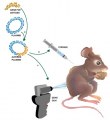 Custom service : Mouse monoclonals production after genetic immunization