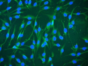 Stem Cells Characterization