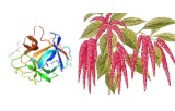 Amaranthus caudatus lectin (ACL/ACA)