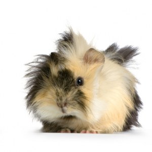 Pull the pig dating site - The best places to meet men