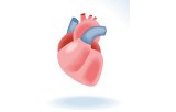 Cardiovascular