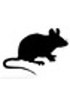 Mouse cDNA clones