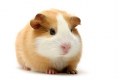 Custom service : Hamster polyclonals production