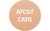 Quick conventional NGS DNA Library preparation for Illumina®