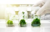 Media for plant tissue culture