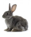 Custom service : Rabbit monoclonals production